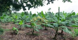 Đất Đồng Nai bán giá rẻ