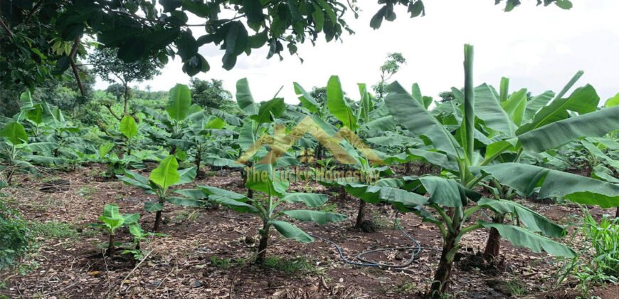 Đất Đồng Nai bán giá rẻ