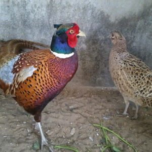 Đặc sản của The Lucky Homestay-Chim Trĩ