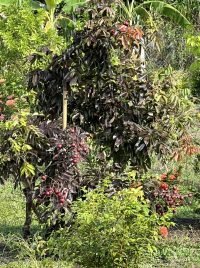 z7438745554005_4613b192123bb0206537df9950da9a20